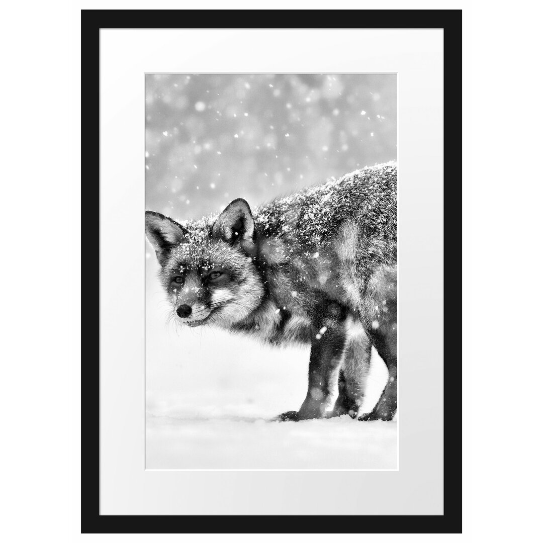 Gerahmtes Poster Roter Fuchs im Schneegestöber