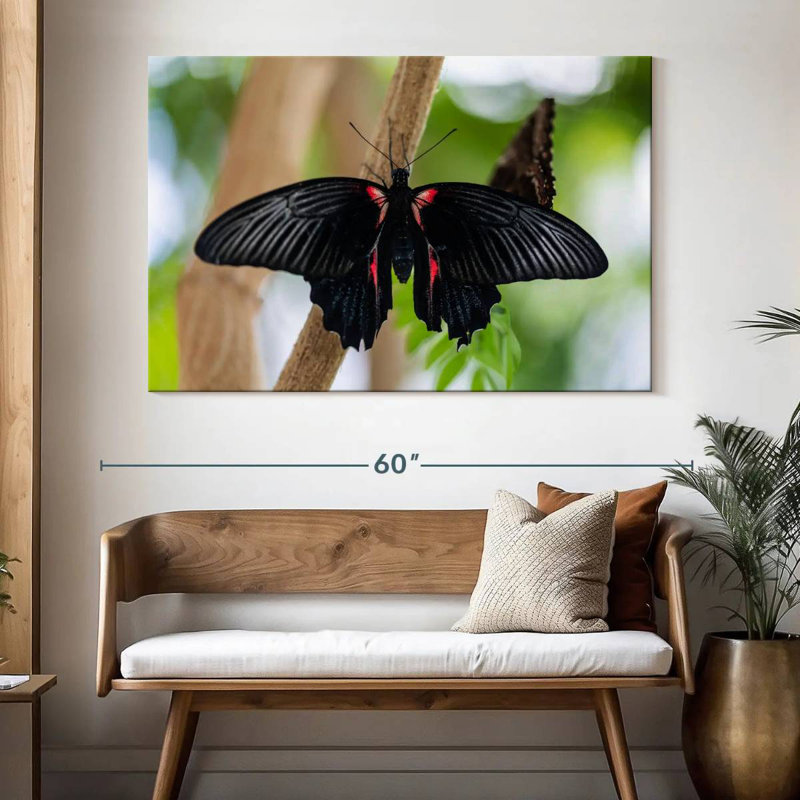 Brampt Swallowtail Butterfly
