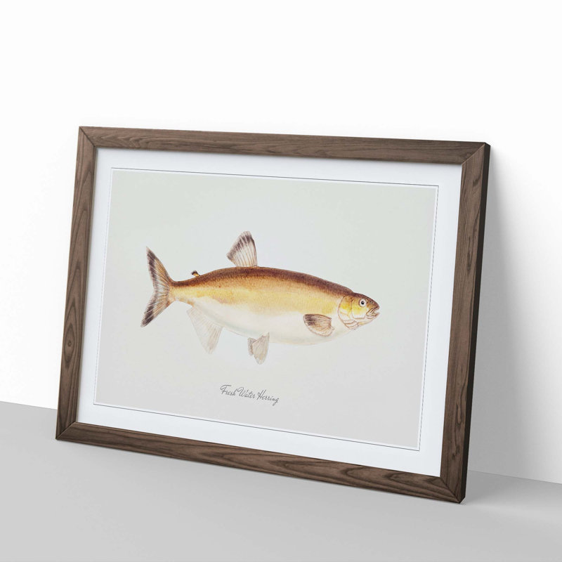 Illustration of a Freshwater Herring by F.E. Clarke - Picture Frame Painting Print, 27cm H x 36cm W x 2cm D, Walnut Framed