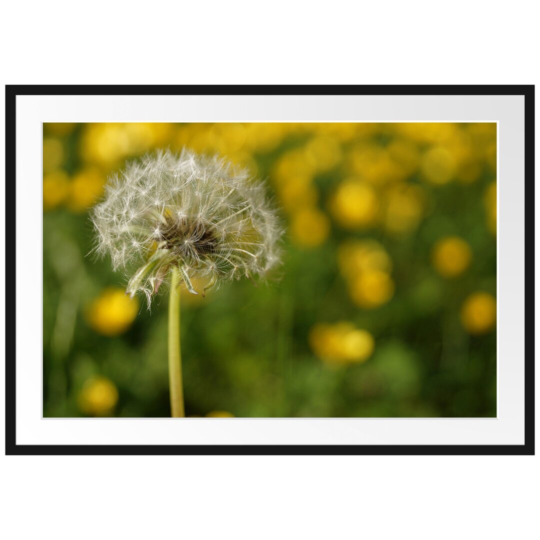 Gerahmtes Poster Pusteblume vor Wildwiese