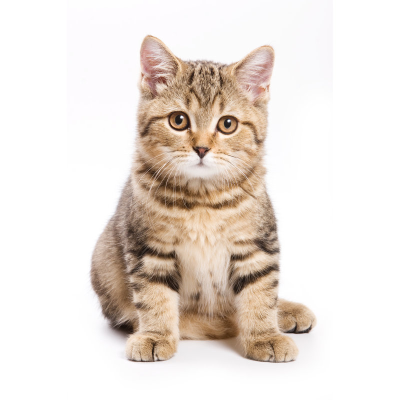 British Kitten On White Background by Dixi_ - Wrapped Canvas Print, 46cm H x 30cm W
