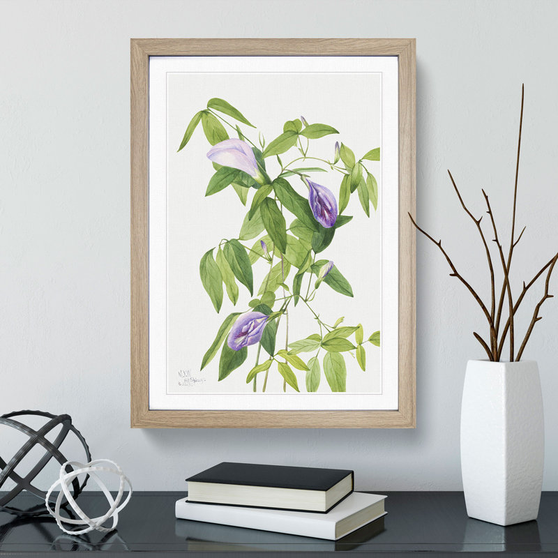 Butterfly Pea by Mary Vaux Walcott - Picture Frame Painting, 36cm H x 27cm W x 2cm D, Oak Framed
