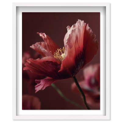 Merlot Blush Blossom II Framed Graphic Art