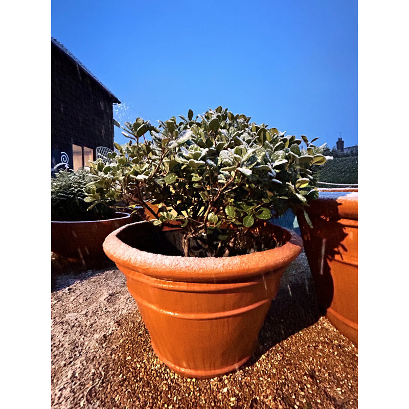 Balhi Fibreglass Planter, 61 cm H x 97 cm W x 97 cm D