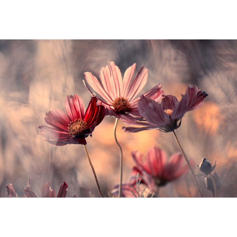 Wrapped Canvas Print, 50.8 cm H x 76.2 cm W