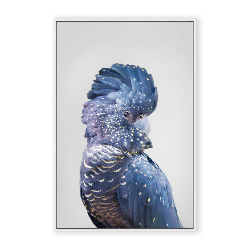 «Nature Inspired Black Cockatoo» par Kathrin Pienaar - photographie encadrée sur papier, H 36 po x l 24 po, Black