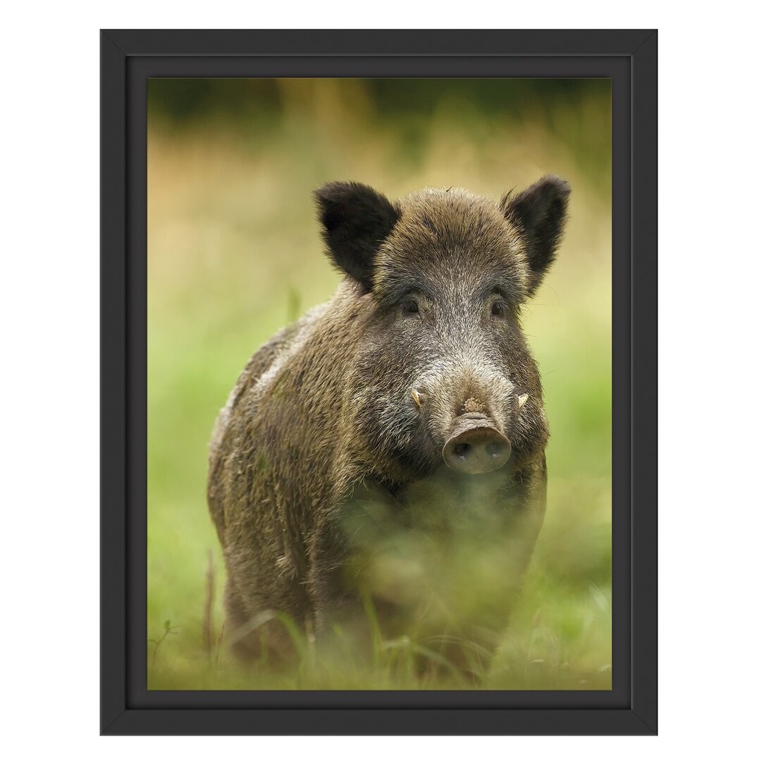 Gerahmtes Wandbild Wildschwein auf Wiese