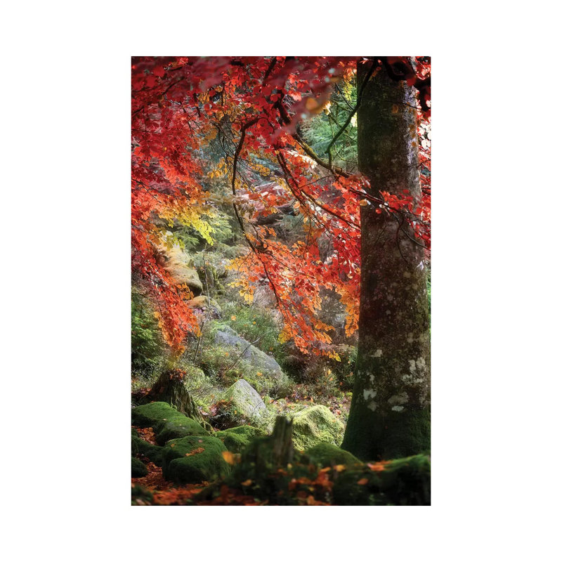 Rock Garden by Philippe Sainte-Laudy - Print on Canvas, 30.48 cm H x 45.72 cm W, Wrapped Canvas