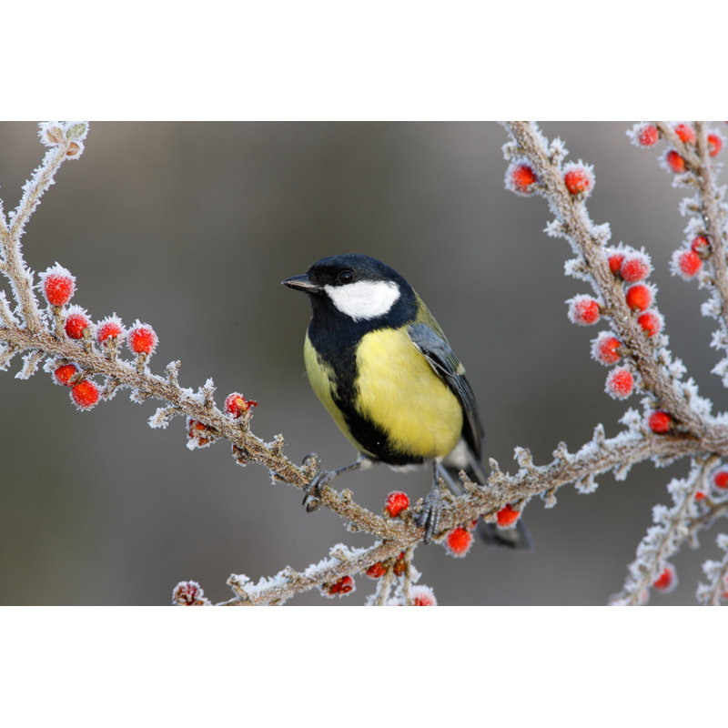 Great Tit par - Photographie sur toile tendue, L 30 po x H 20 po