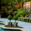 36 plantes