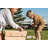 Raised Garden Box-1341954406