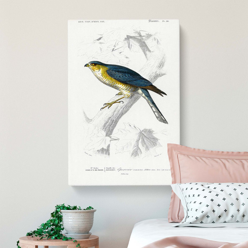 Eurasian Sparrowhawk by Charles D' Orbigny - Wrapped Canvas, 76cm H x 50cm W x 3cm D