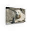 « polar bear », reproduction de photo sur toile tendue-26859714