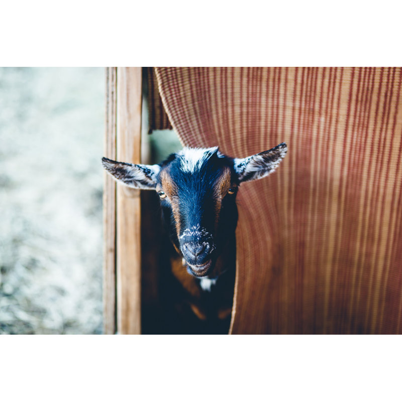 Wrapped Canvas Print, 51cm H x 76cm W