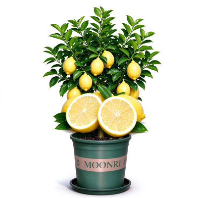 Meyer Lemon Old Stump, Live Fruit-Bearing Lemon Tree Seedling, Edible Citrus Plant Ideal for Warm Climate Home Garden & Patio Growing