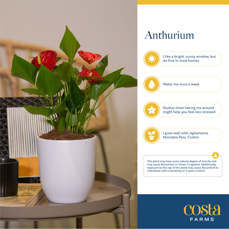 Costa Farms Indoor Anthurium House Plant - Thumbnail 5