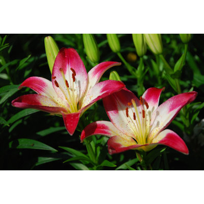 " Red And Yellow Lilies "
