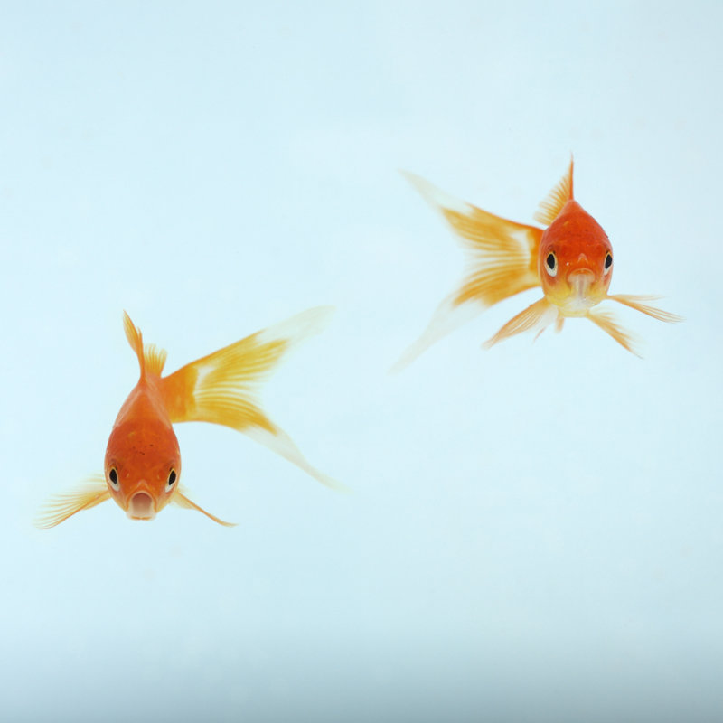 Poisson rouge par Massimo Merlini, H 20 po x l 20 po