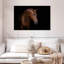 Brampt A Horse-107697257