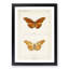 Julia Butterfly by S.F. Denton - Picture Frame Graphic Art Print-55610116-55610118