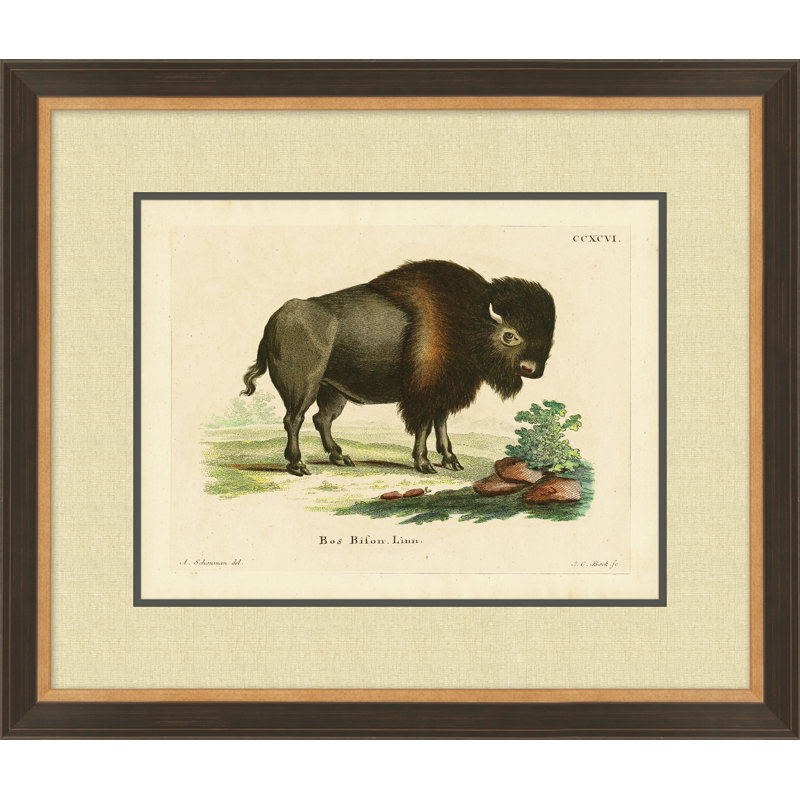 Bison 1 Print