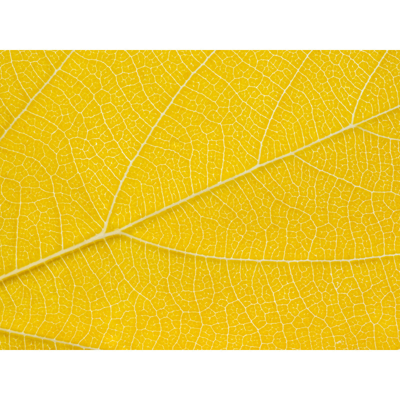 Autumn Leaf Print by Philippe Monthoux, 24" H x 32" W, Wrapped Canvas