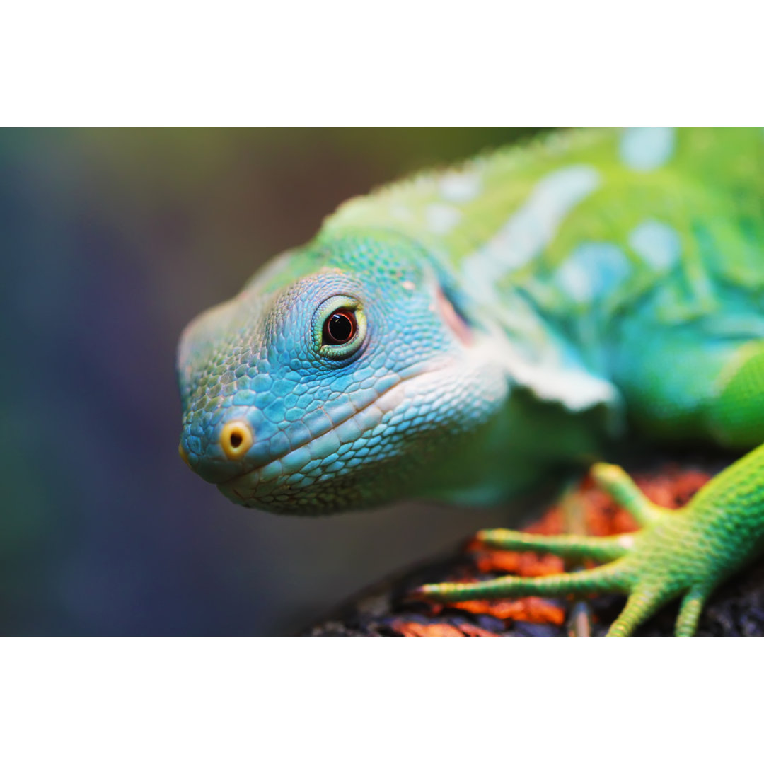 Leinwandbild Lizard Close Up Animal Portrait von Viktoryia Voinakh