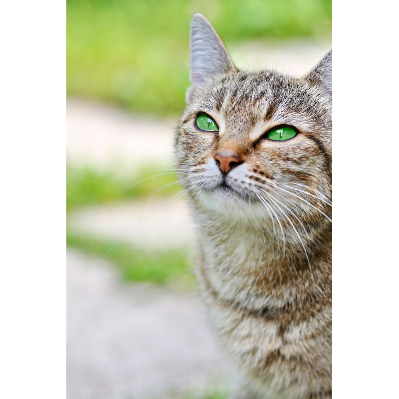 «Striped Cat» par Elinafoto - Photographie sur toile tendue, H 12 po x l 8 po