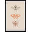 Papillons assortis - cadre photo-362021528