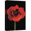 Flower Blossom High Contrast Exposure Red Poppy Floral, photographie botanique, art moderne, rustique, détente, calme, B41-99543035