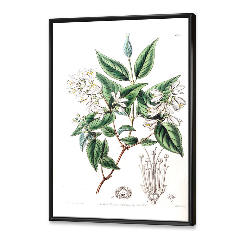 Vintage Botanicals X - peinture sur toile, H 32 po x l 16 po x P 1 po, Cadre flottant noir