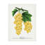 Art sur toile, raisin botanique sur toile-103094937