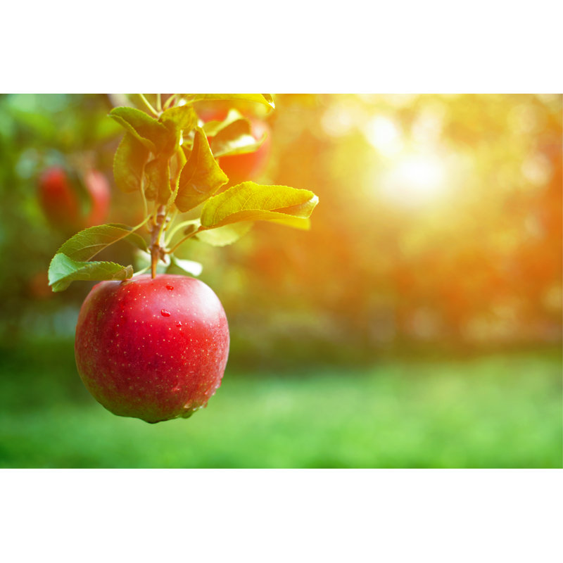 Ripe Red Apple Close-up With Apple Orchard In The Background. by Olga_d - Wrapped Canvas Print, 12"H x 18"W