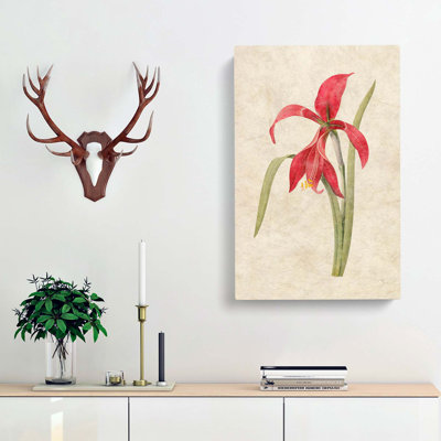 Amaryllis Flower - Wrapped Canvas