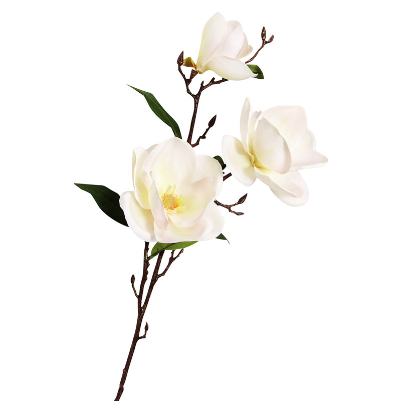 Tige de magnolia