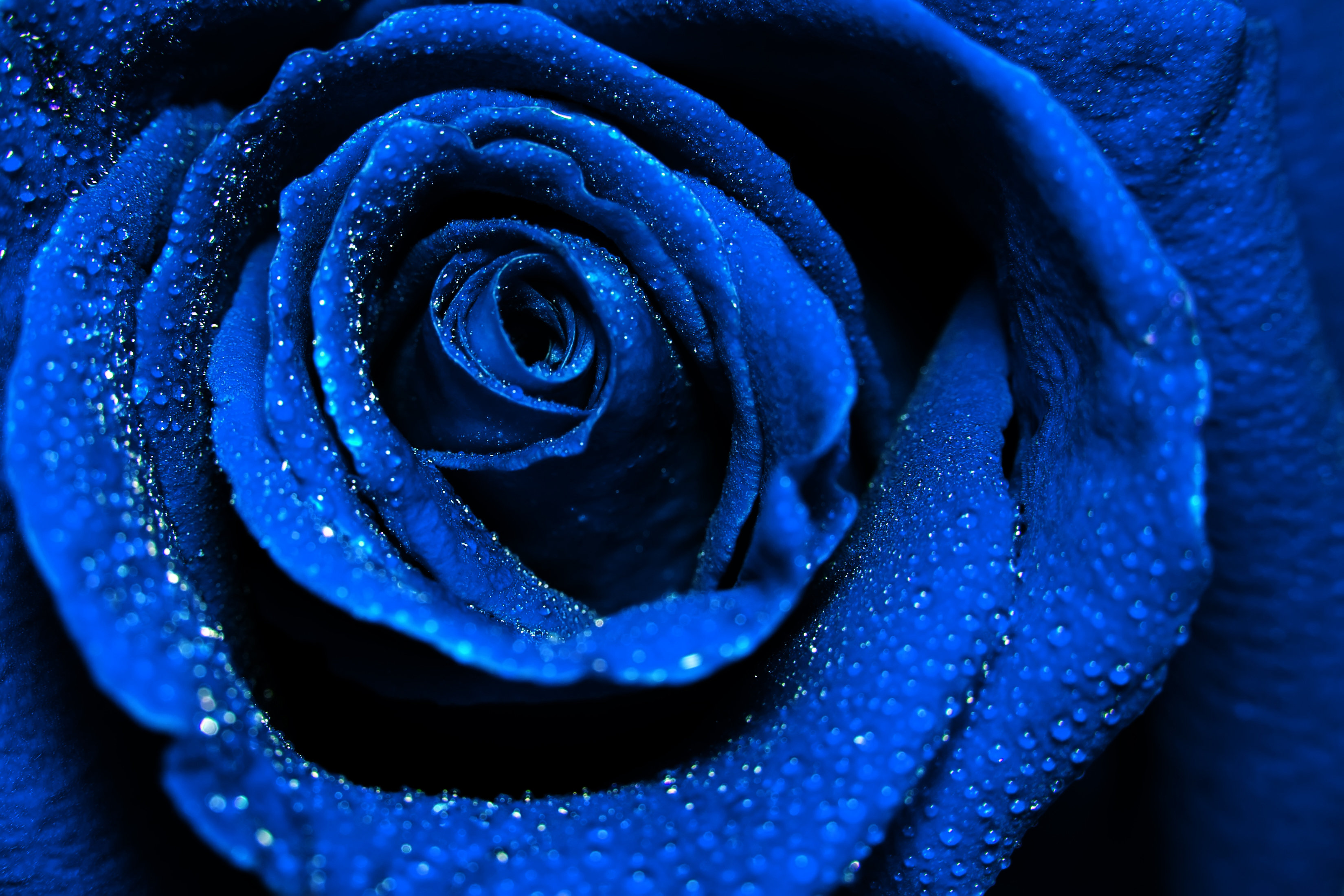 Willa Arlo™ Interiors Beautiful Dark Blue Rose with Water Dew Drops