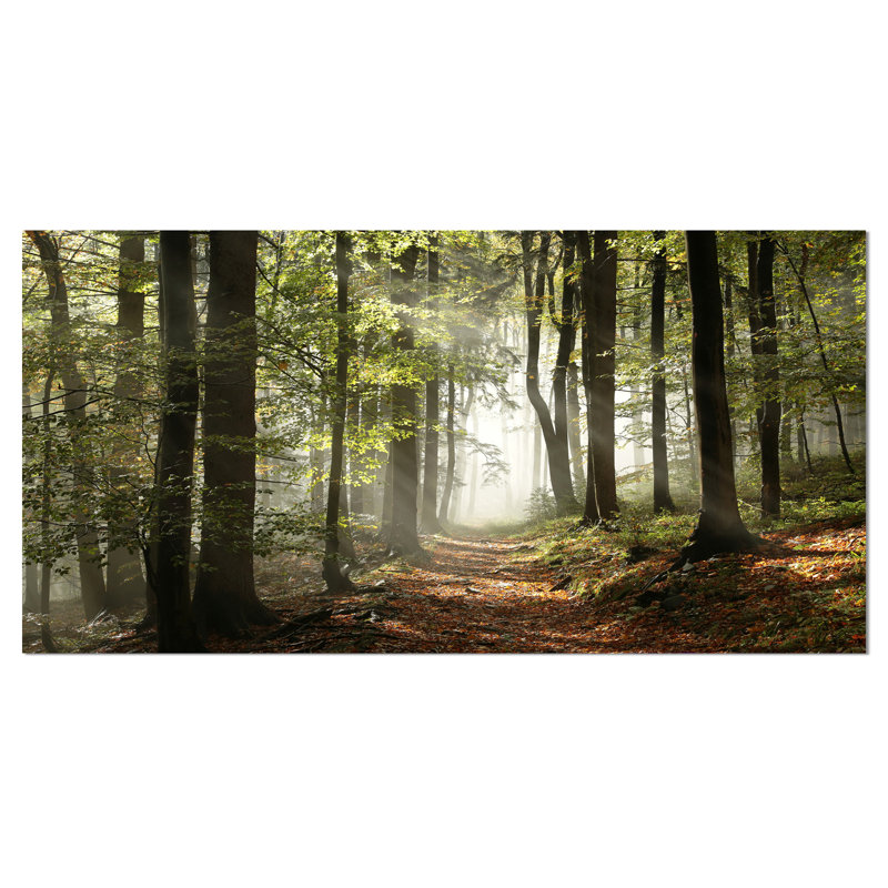 «Green Fall Forest with Sun Rays - Forest», reproduction de photo, H 20 po x l 40 po, Toile tendue, Sans cadre