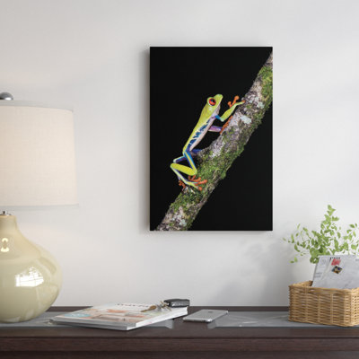 Reproduction de photo sur toile tendue, "Rainette aux yeux rouges", Sarapiqui, province de Heredia, Costa Rica