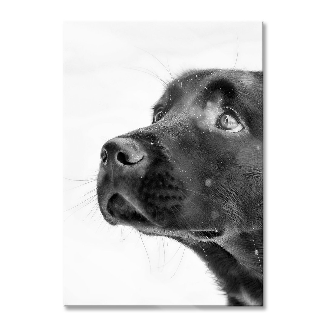 Glasbild Schwarzer Labrador im Schnee