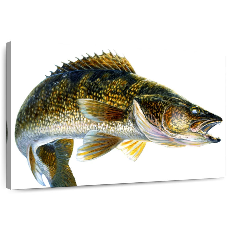 Break Line Walleye, 30" H x 45" W