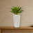 Agave Silk Plant in White Planter