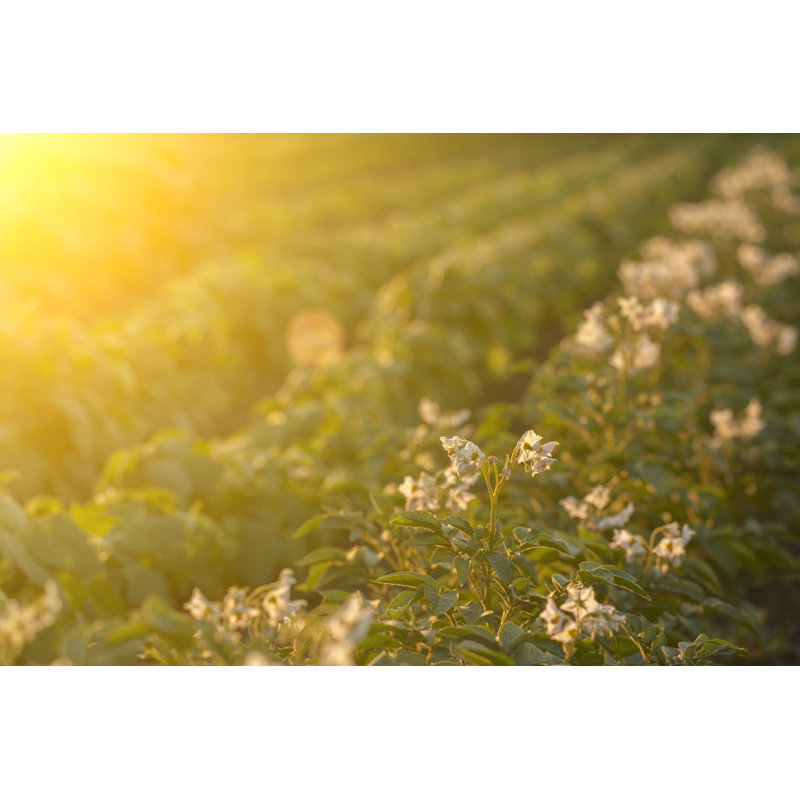Potato Field In Sunset - Wrapped Canvas Print, 30cm H x 46cm W x 3.8cm D