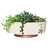Fronnie Pot Planter