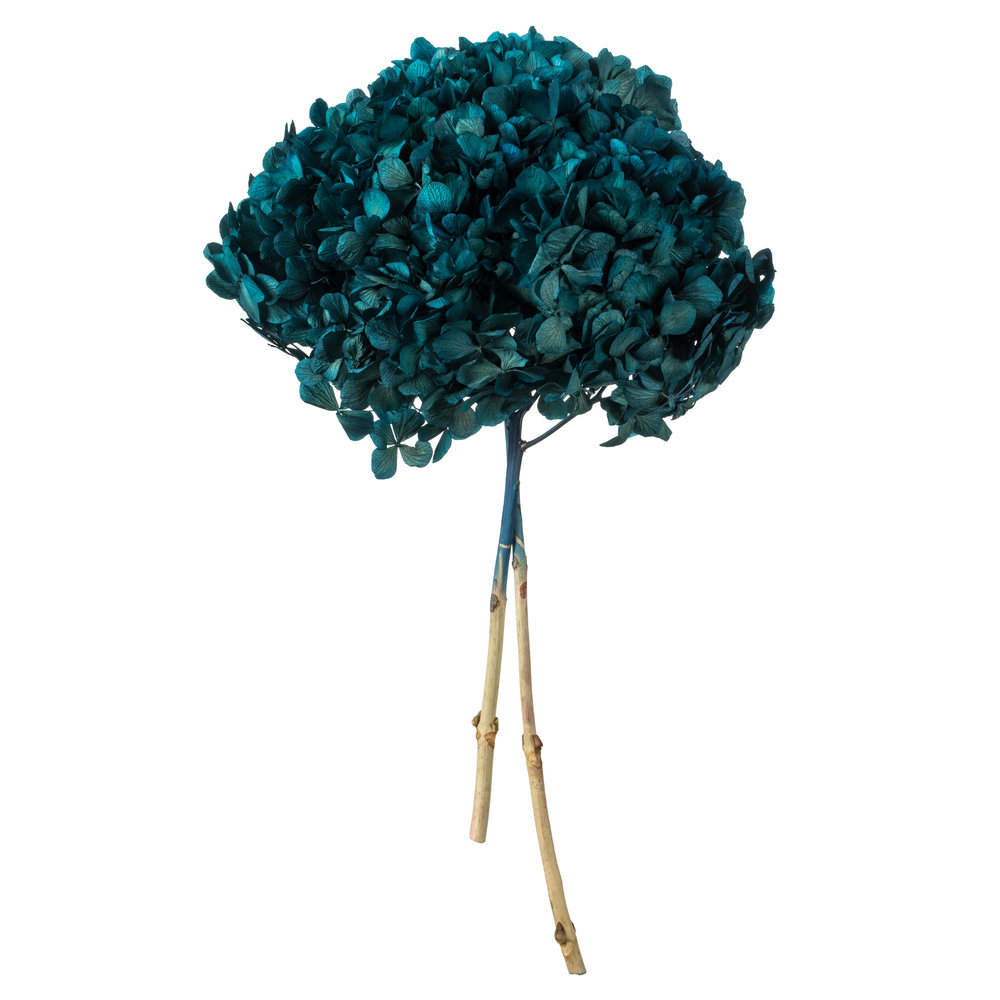 Preserved Hydrangea Stems, Blue