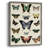 Flutterbys II Framed Print - Solid Wood