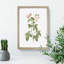Redleaf Rose in Bloom by Pierre-Joseph Redoute - Picture Frame Painting Print-55598203-55598202