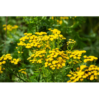 " Tansy Tanacetum Vulgare " by Derketta