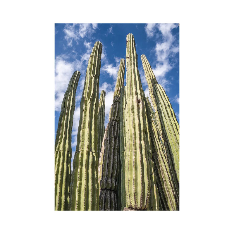 Grand jardin de cactus, H 40 po x l 26 po x P 1,5 po