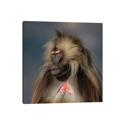 " Gelada On Dark Background Ethiopia " by Mogens Trolle