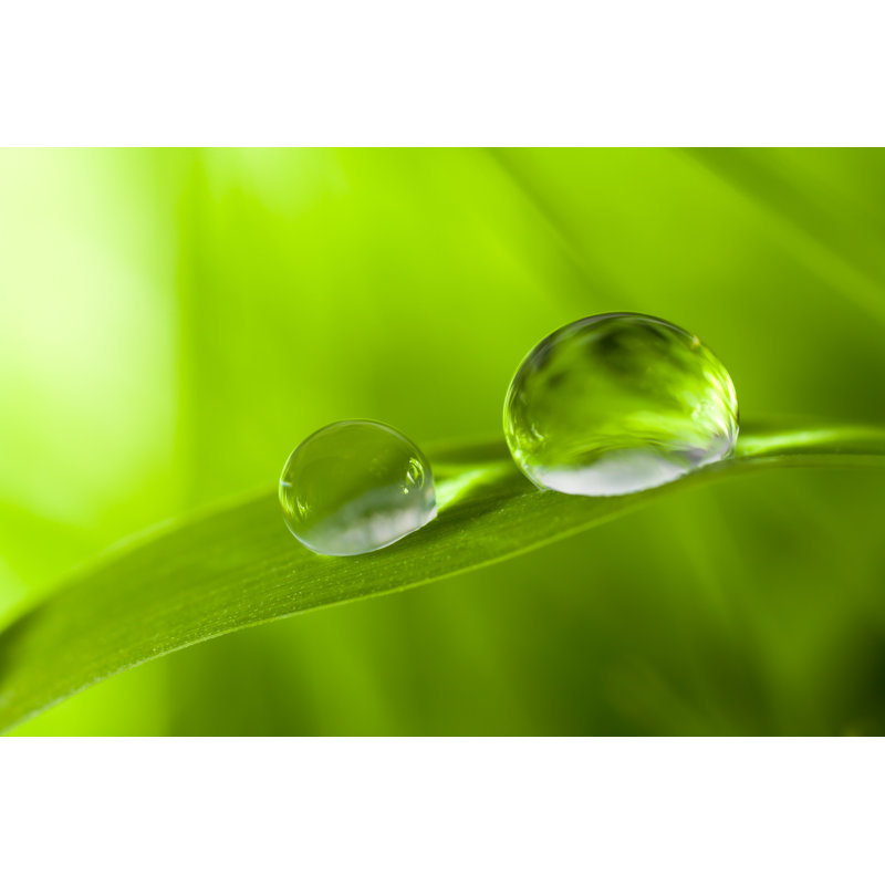 Dew Drop - photographie sur toile tendue, H 20 po x l 30 po